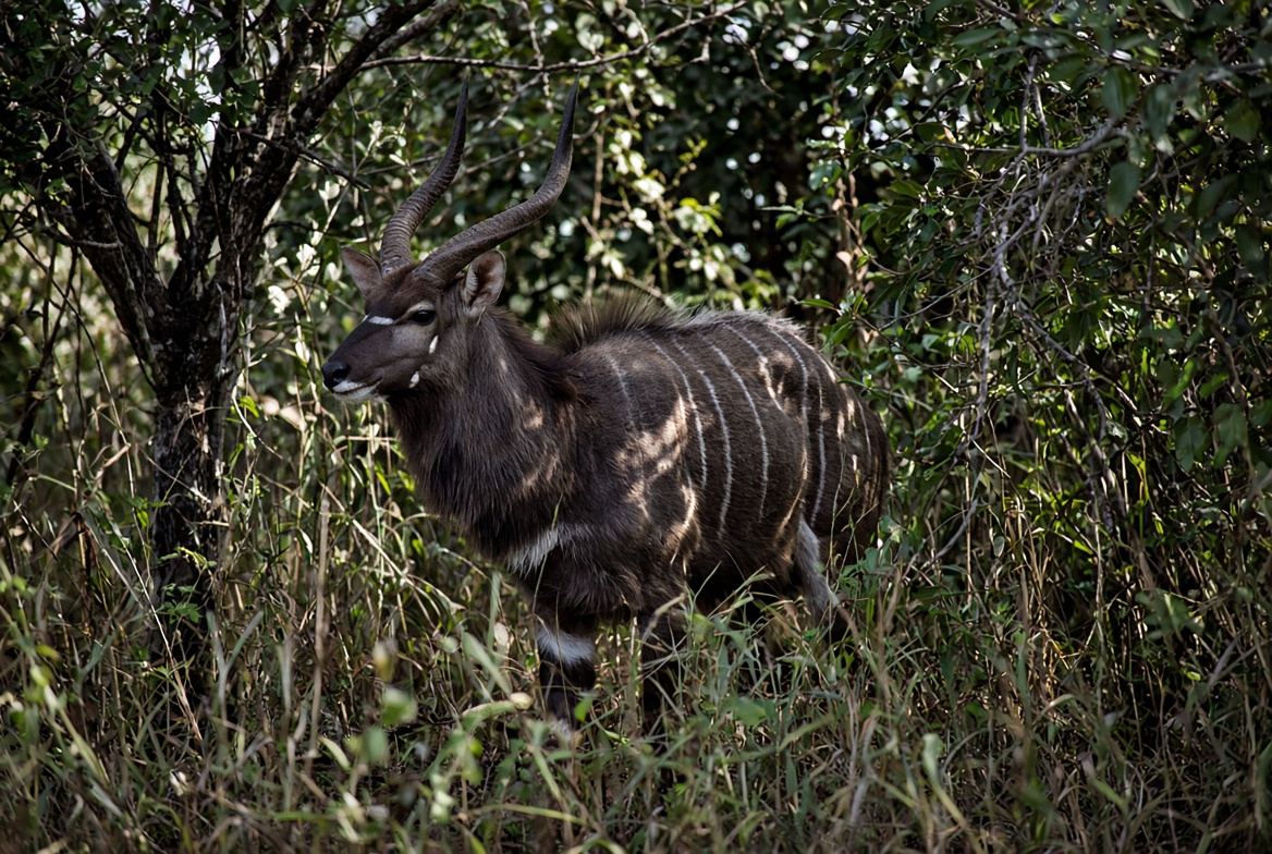 Nyala bull in thick bush